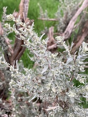 Atriplex polycarpa