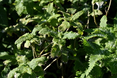 Urtica ferox