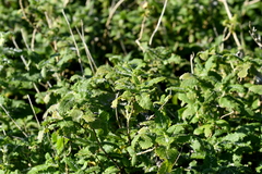 Urtica ferox