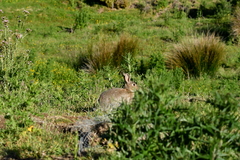 Oryctolagus cuniculus cuniculus
