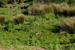 Oryctolagus cuniculus cuniculus