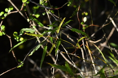 Rubus schmidelioides
