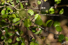 Helichrysum lanceolatum