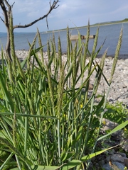 Elymus woroschilowii