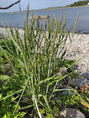 Elymus woroschilowii