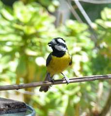 Falcunculus frontatus