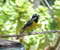 Falcunculus frontatus