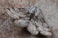 Lycia florentina