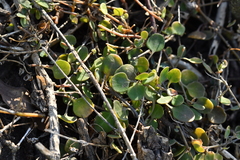 Chenopodium allanii