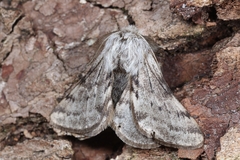 Lycia florentina