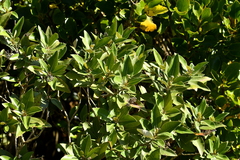 Olearia avicenniifolia