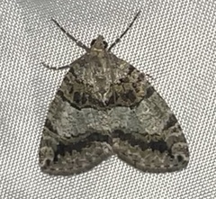 Hydriomena nubilofasciata
