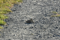 Alauda arvensis arvensis