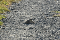 Alauda arvensis arvensis