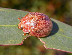 Paropsis lownei