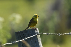 Emberiza citrinella caliginosa