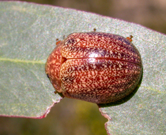 Paropsis lownei