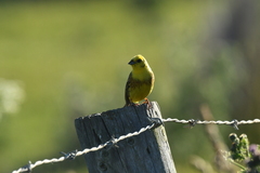 Emberiza citrinella caliginosa