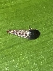 Sepedophilus