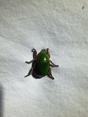 Anoplognathus punctulatus