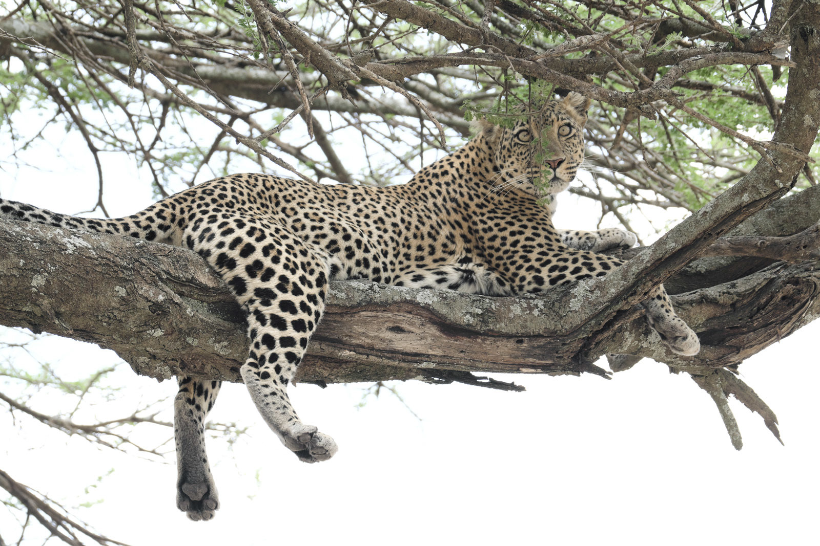 Mujer Leopardo (Panthera Pardus) A Pie, Sabie-Sand Reserva Natural, África  Del Sur Fotos, retratos, imágenes y fotografía de archivo libres de  derecho. Image 11508660