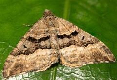 Hydriomena deltoidata