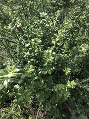 Pereskiopsis diguetii