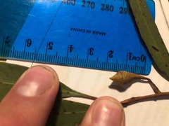 Eucalyptus petiolaris