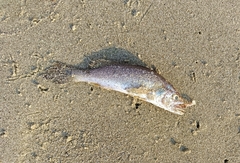 Sciaenidae