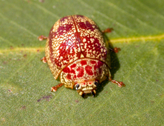 Paropsis variegata