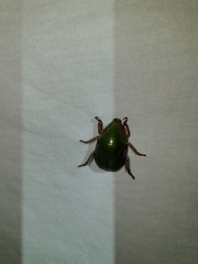 Anoplognathus punctulatus