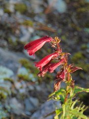 Penstemon roseus