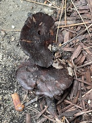 Fungi