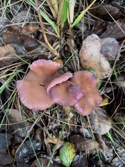 Laccaria amethysteo-occidentalis