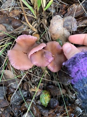 Laccaria amethysteo-occidentalis