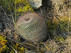 Mammillaria rhodantha