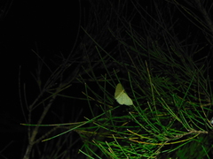 Idaea philocosma