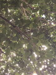 Ficus variegata garciae