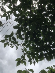 Ficus variegata garciae