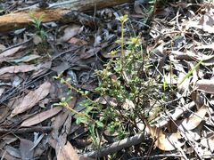 Asterolasia asteriscophora albiflora