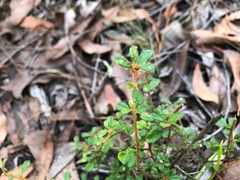 Asterolasia asteriscophora albiflora
