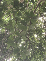 Ficus variegata garciae