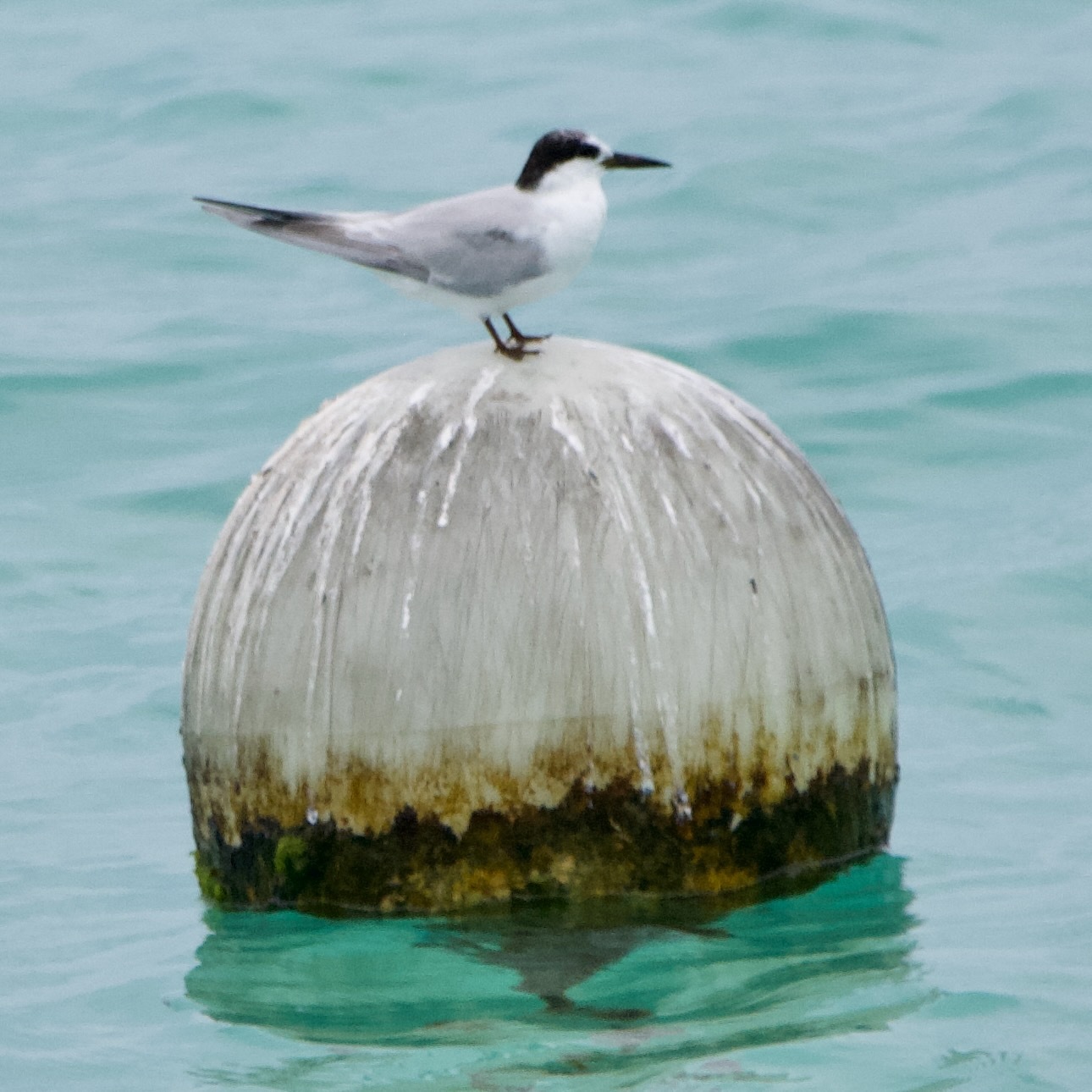 Roseate Tern