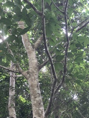 Ficus variegata garciae