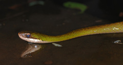 Erythrolamprus macrosomus