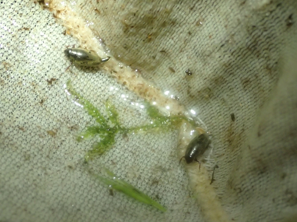 Orectochilus regimbarti