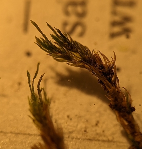 Image of Whip Fork Moss by (c) Zihao Wang, some rights reserved (CC BY)