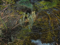 Myriopteris myriophylla