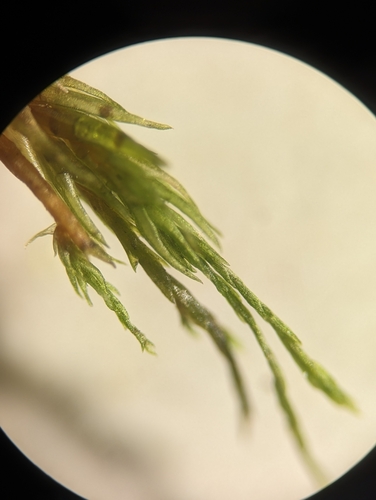 Image of Dicranum flagellare by (c) Zihao Wang, some rights reserved (CC BY)
