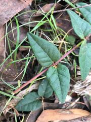 Platylobium reflexum